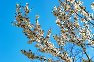 flowering plum tree branches in springtime against blue sky