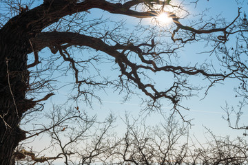 Baumast vor blauem Himmel und Sonnenstern © stylefoto24