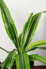 Obraz premium Dracaena deremensis in a pot with dew freshness rain drop of water close up on a wooden table in the interior design of the room against a gray wall