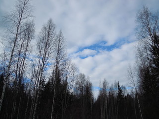  Early spring forest