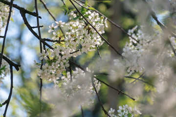 apple blossom in the garden. beautiful nature scene. blurry orchard foreground. sunny weather in springtime. white flowers