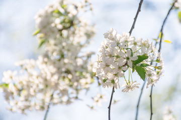 apple blossom in the garden. beautiful nature scene in springtime. blooming twig on a blurred blue sky background on a sunny day