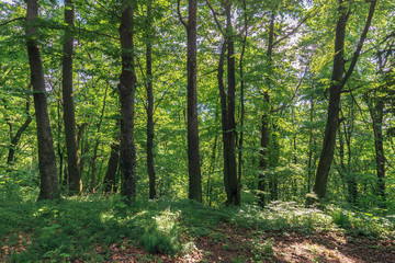 beech forest on the hillside. wonderful nature background. freshness in the shade of trees in summer
