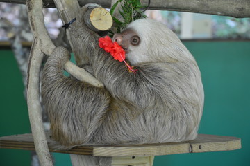 Paresseux Gamboa Resort Panama - Sloth Gamboa resort Panama © Marc