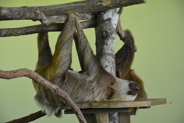 Fototapeta premium Paresseux Gamboa Resort Panama - Sloth Gamboa resort Panama