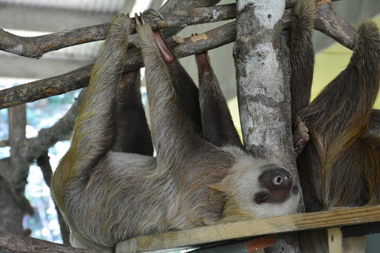 Paresseux Gamboa Resort Panama - Sloth Gamboa resort Panama