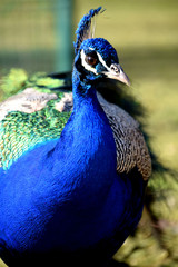 Obraz premium peacock