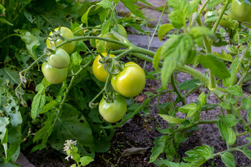 Fresh ripe green tomatoes in garden. Growing organic vegetables. Healthy food, raw vegan healthy food.