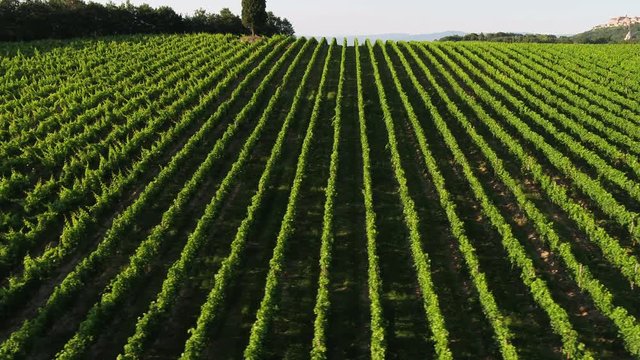 Vigneti a Montepulciano