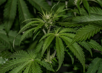 Afghan kush special variety of marijuana with young bloom