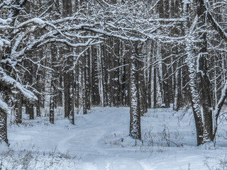 Winter landscapes of trees in the forest