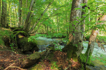 bank of the forest river. beautiful summer nature scenery. trees and mossy boulders on the edge of a shore in dappled light. long exposure