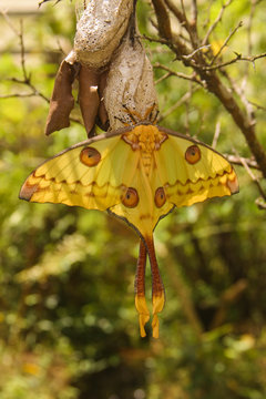 Madagascan moon moth, native to the rain forests of Madagascar