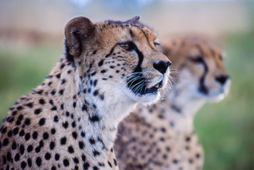 portrait of two cheetahs, attentively looking 