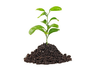 Green sprout growing isolated on a white background. Citrus plant.