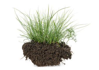 Grass with dirt isolated on a white background