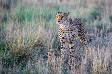 Fototapeta na wymiar Cheetah hunting in the last light of the day in the Tiger Canyons Game Reserve in South Africa