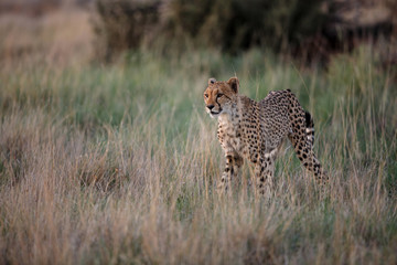 Cheetah hunting in the last light of the day in the Tiger Canyons Game Reserve in South Africa