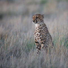 Cheetah hunting in the last light of the day in the Tiger Canyons Game Reserve in South Africa