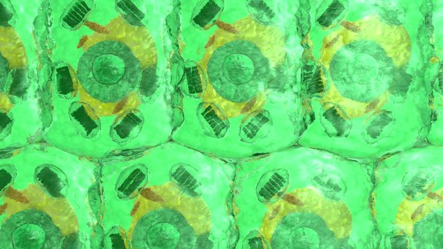 3D animation of leaves with plant cells inside.