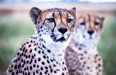 portrait of two cheetahs, attentively looking 