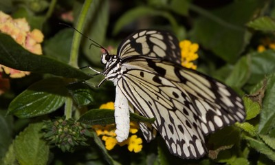 White and Black Butterfly
