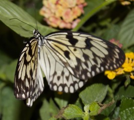 Fototapeta na wymiar White and Black Butterfly