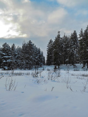 Winter landscapes of trees in the forest