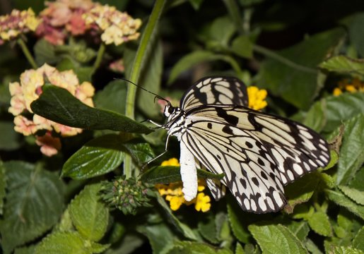 White and black butterfly