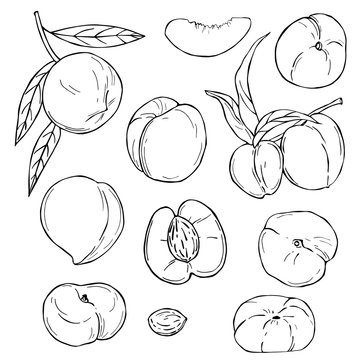 Hand drawn fruits on white background. Peach. Vector sketch  illustration.