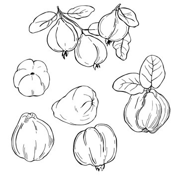 Hand drawn fruits on white background. Papaya, passion fruit. Vector sketch  illustration.
