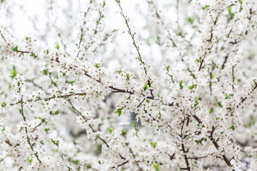 Branches of blossoming tree. Spring background