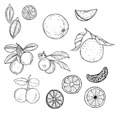 Hand drawn fruits on white background. Orange and lime.  Vector sketch  illustration.
