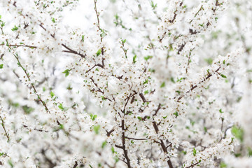 Obraz premium Branches of blossoming tree. Spring background