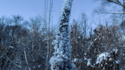 Fototapeta premium Reed on the stream in the woods. Cattail.