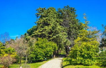 Tropical trees in the arboretum in Sochi