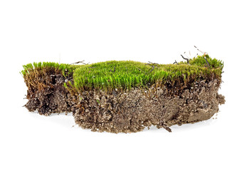 Piece of green moss isolated on a white background