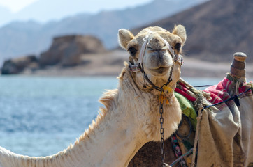 portrait of camel on coast of sea in Egypt Dahab South Sinai