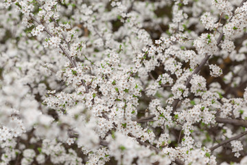 Branches of blossoming tree