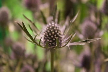thistle 