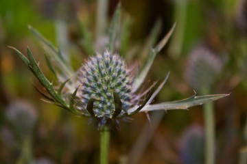 Thistle Buds