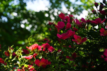 red flowers in garden