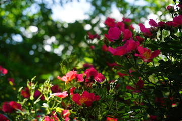red flowers in garden