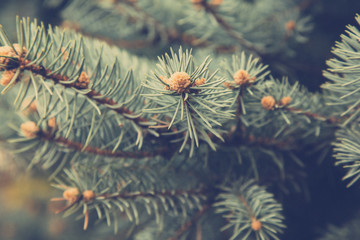 Close up spruce tree branches. Tinted photo with blurred place for text.