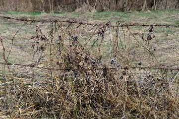 wire fence and dry grass