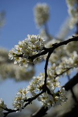 brunch of plum blossom