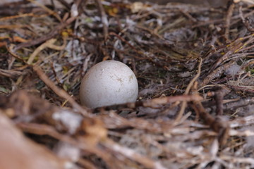 VULTURE EGG IN THE NEST IN SPRING