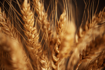 Cereals ears close-up, organic wheat - obrazy, fototapety, plakaty