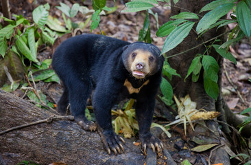 Sun bear, Helarctos malayanus, the smallest bear in the world, the sun bear native to the rainforests of South east Asia, a very talented tree climber. Borneo. Malaysia.