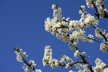 brunch of plum blossom